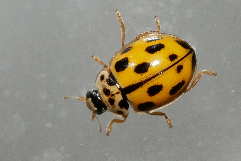 Coccinellidae: Propylea quatuordecimpunctata