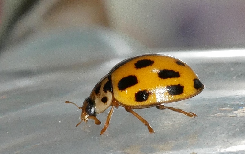 Coccinellidae: Propylea quatuordecimpunctata