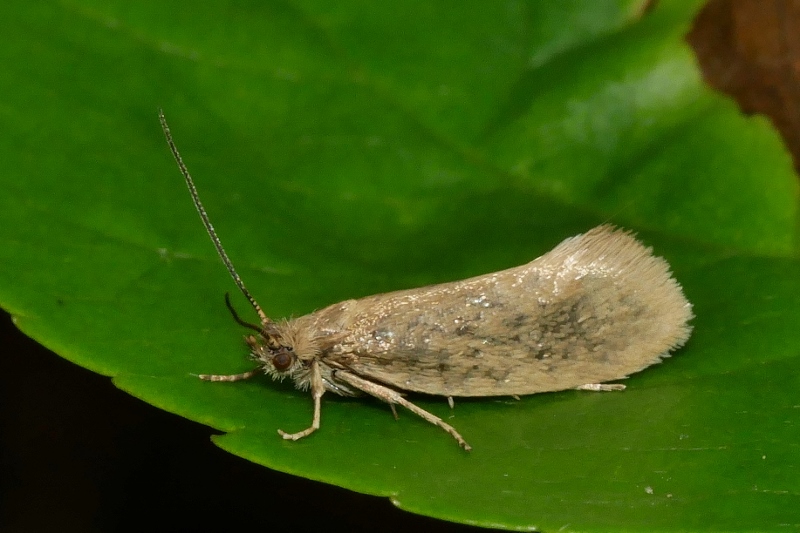 Piccola falena da identificare