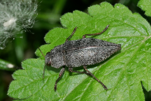 Buprestidae: Dicerca aenea