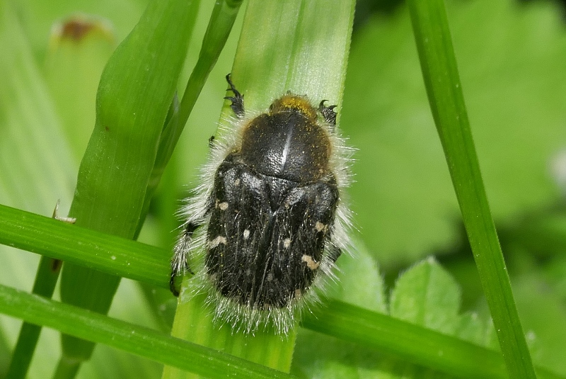 Cetoniidae: Tropinota hirta? S.