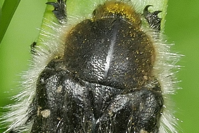 Cetoniidae: Tropinota hirta? S.
