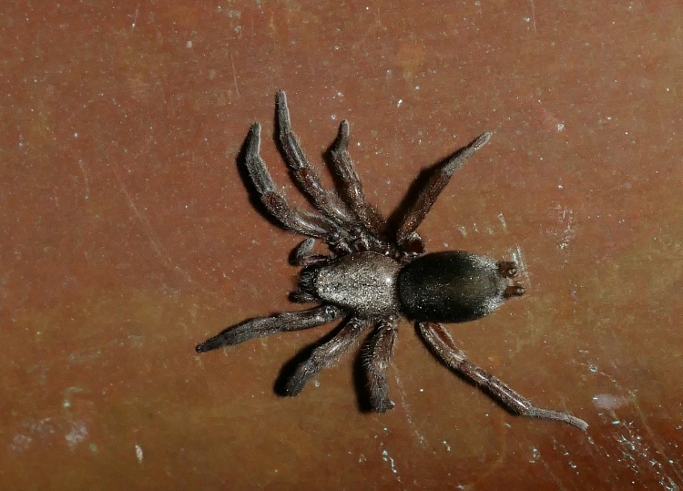 Aiuto identificazione