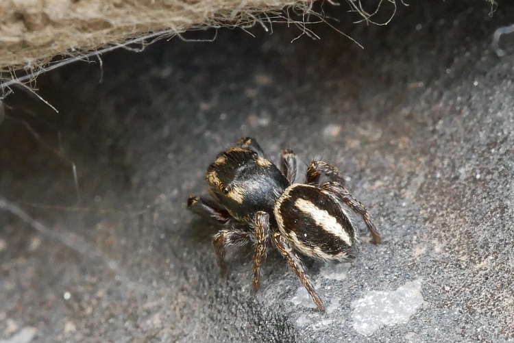 Determinazione Salticidae