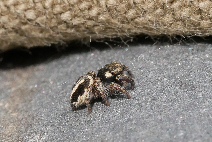 Determinazione Salticidae