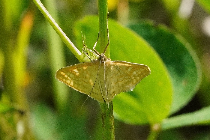 Falena da identificare