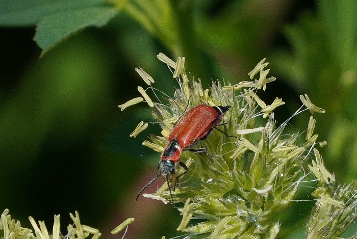Malachiidae rosso da identificare: Clanoptilus rufus