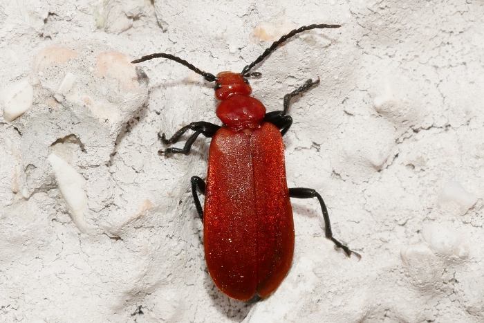 Pyrochroidae: Pyrochroa serraticornis