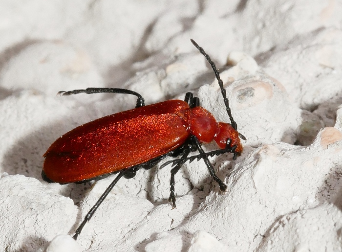 Pyrochroidae: Pyrochroa serraticornis
