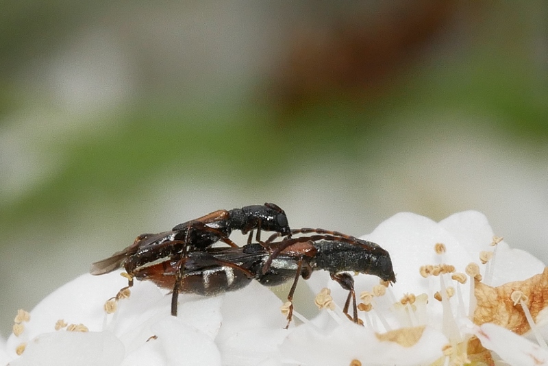 Piccolo Cerambycidae: Brachypteroma ottomanum