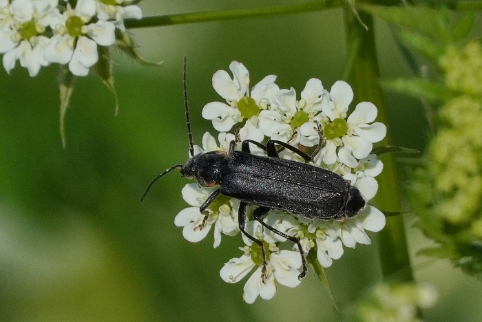 Cantharidae: Cantharis sp.