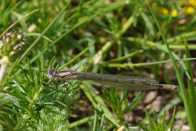 Enallagma cyathigerum da confermare: s�, tutti