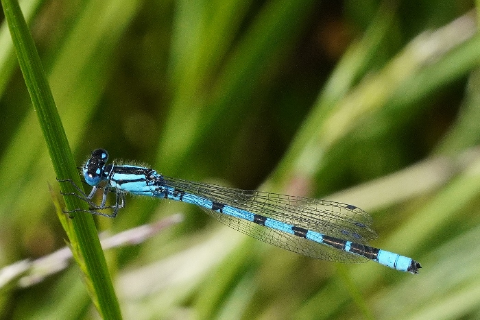 Enallagma cyathigerum da confermare: s�, tutti