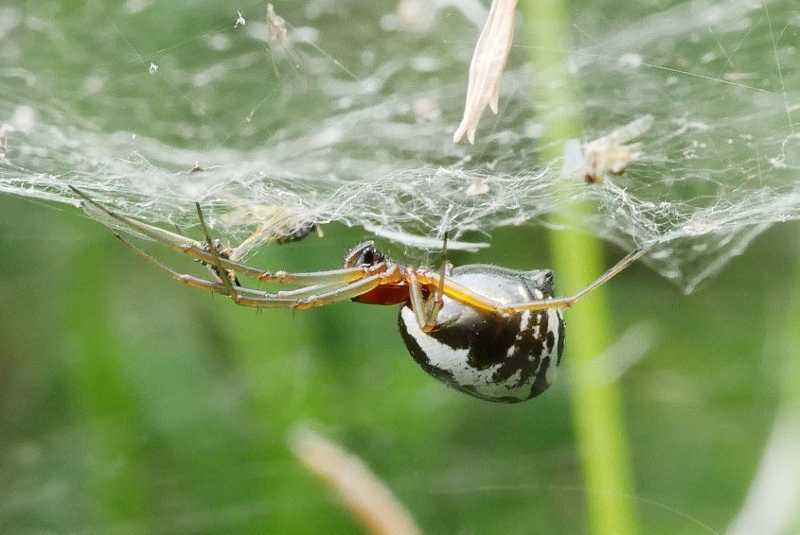 Linyphiidae da identificare