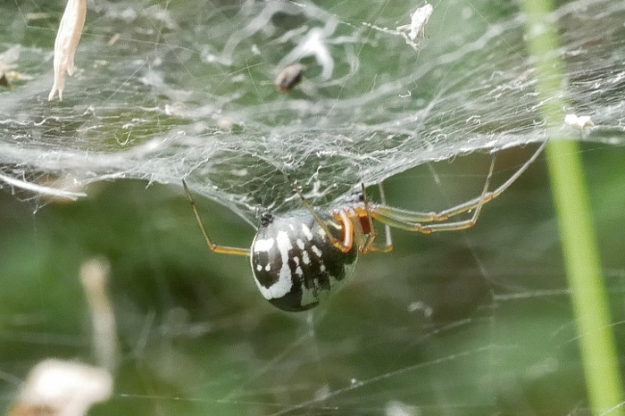 Linyphiidae da identificare