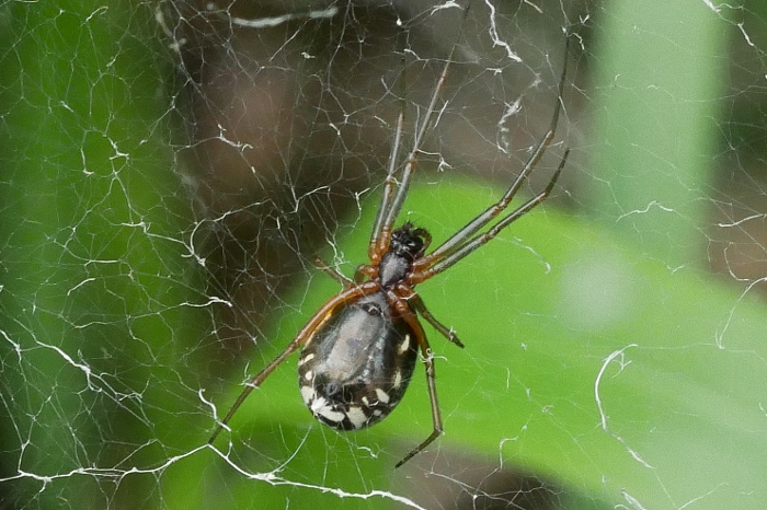 Linyphiidae da identificare