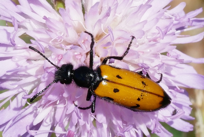 Meloidae: Mylabris variabilis