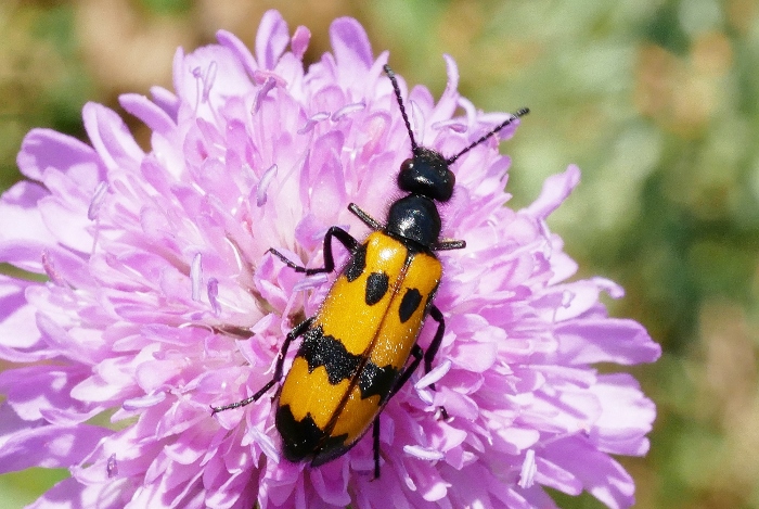 Meloidae: Mylabris variabilis