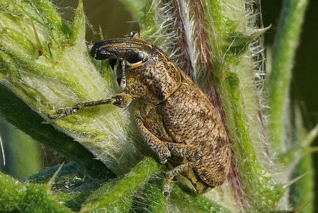Curculionidae: cf. Cleonis pigra