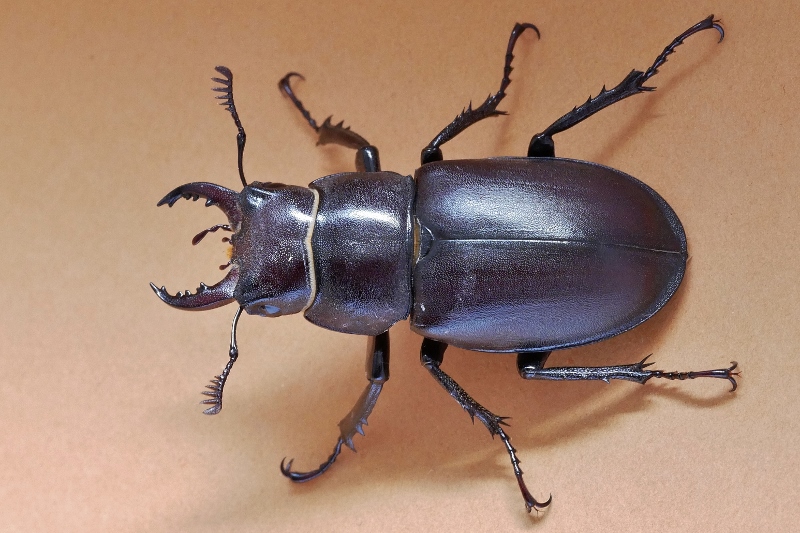 Lucanidae: Lucanus tetraodon? S, maschio.