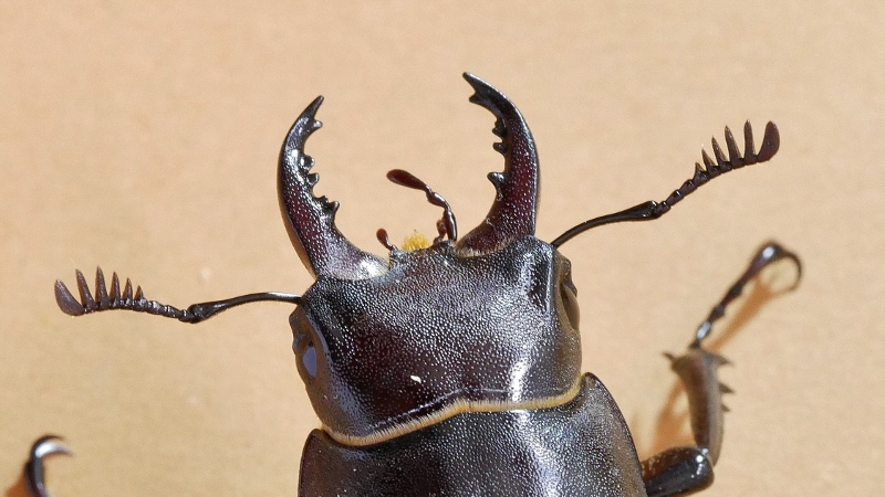 Lucanidae: Lucanus tetraodon? S, maschio.