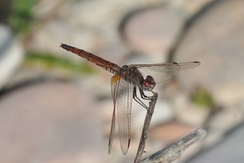 Trithemis annulata? s�!