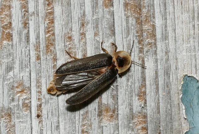 Lampyridae: Lampyris fuscata