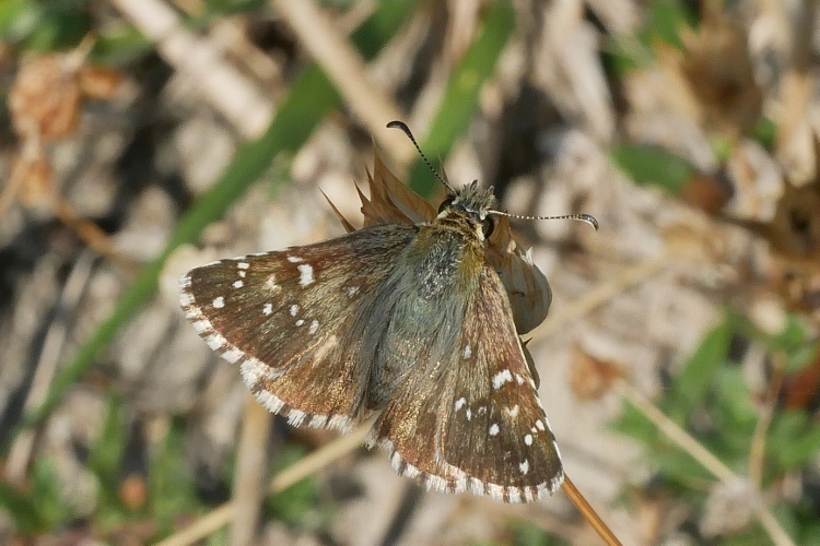 Pyrgus da identificare