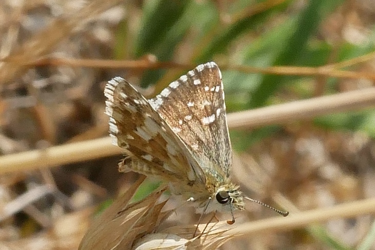 Pyrgus da identificare