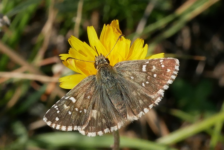 Pyrgus da identificare