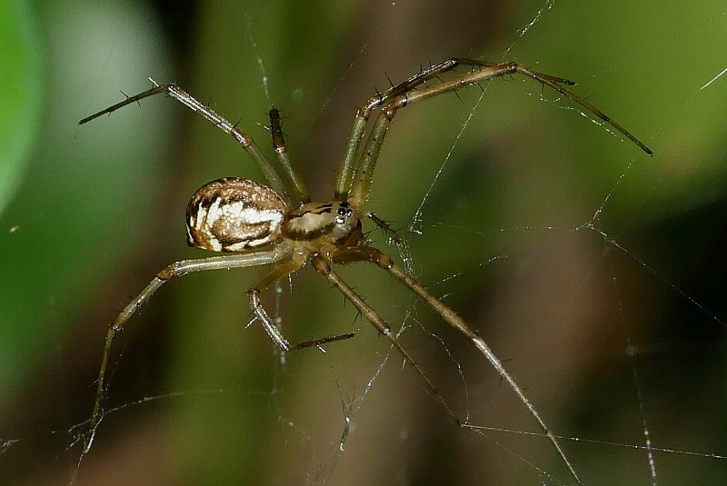 Linyphiidae da identificare