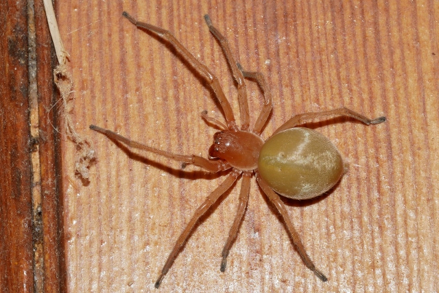 Cheiracanthium punctorium?