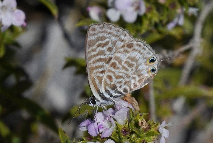 Leptotes pirithous da confermare.