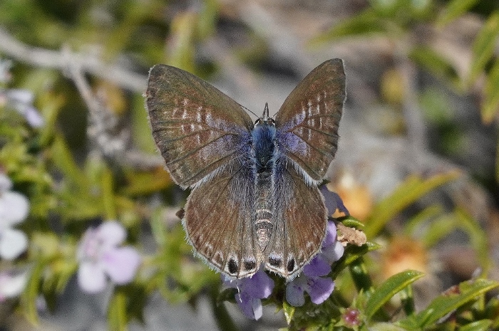 Leptotes pirithous da confermare.
