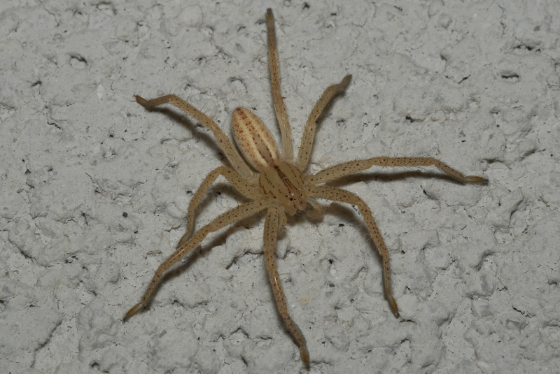 Giovane di Micrommata virescens