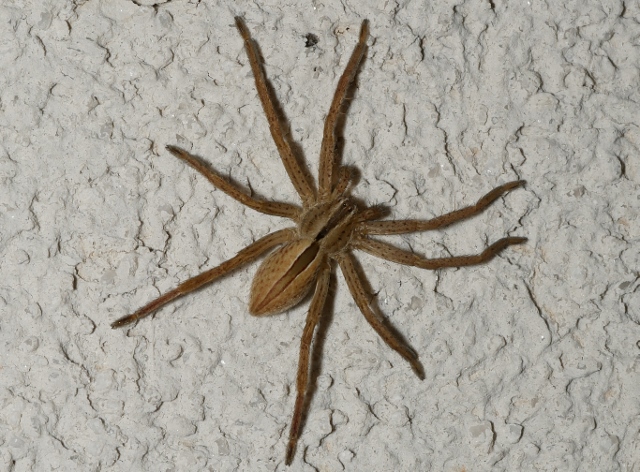 Giovane Micrommata ligurina (Sparassidae)