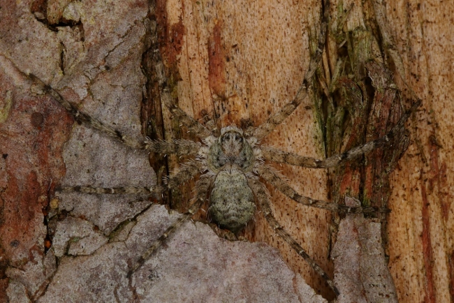Philodromus margaritatus ?