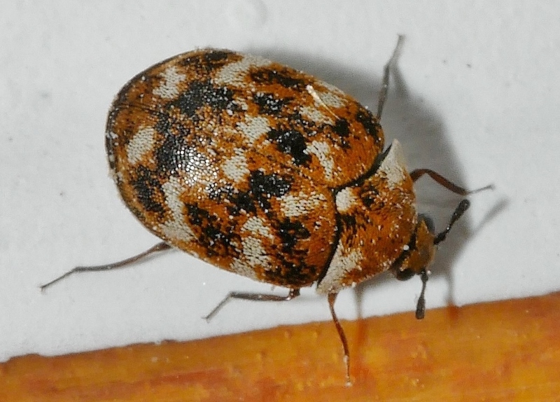 Dermestidae da identificare