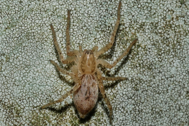 Anyphaena accentuata?