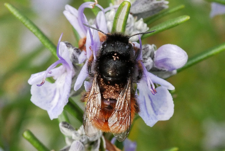 Megachilidae: femmina di Osmia cornuta