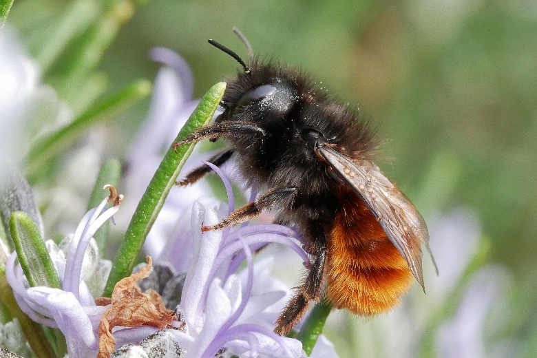 Megachilidae: femmina di Osmia cornuta