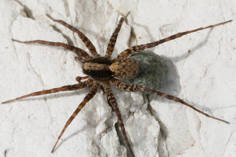 Pardosa?