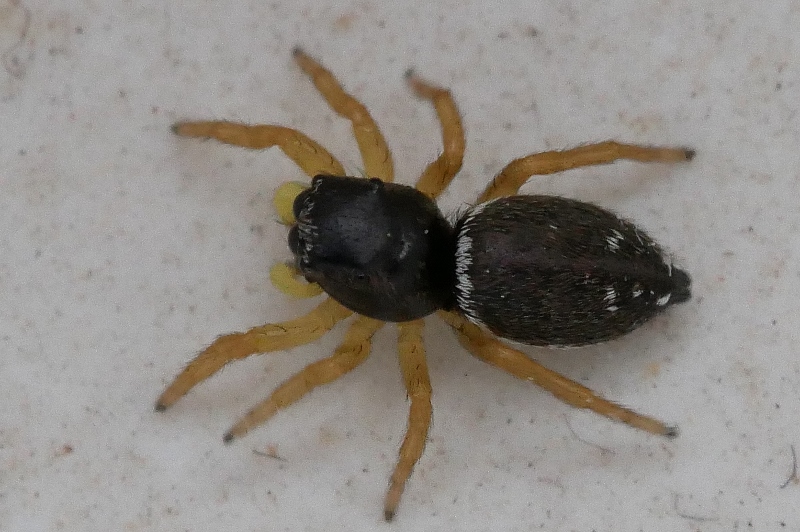 Salticidae da identificare.