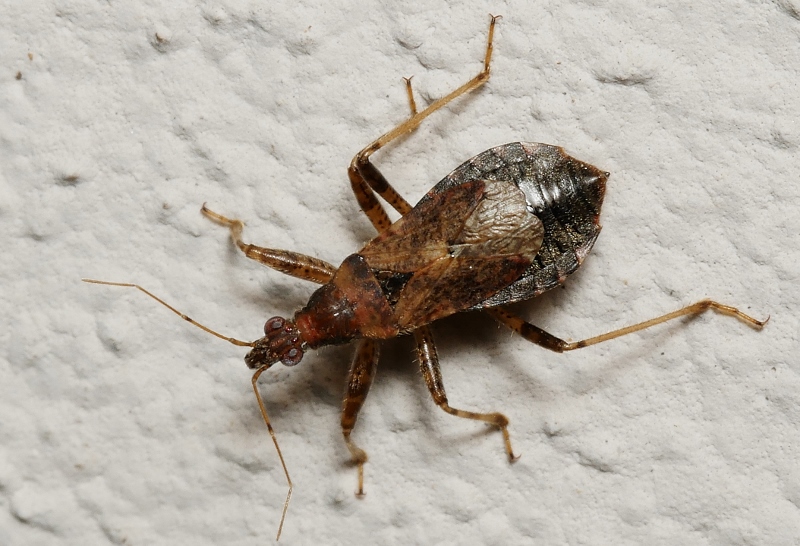 Himacerus sp.