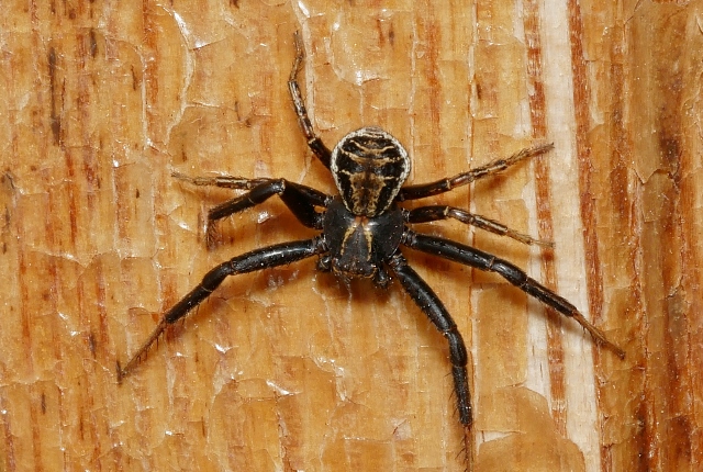 Xysticus ?