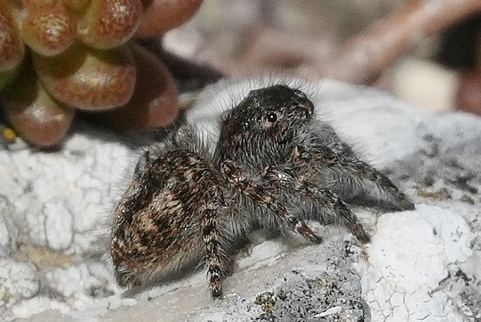 Femmina di Philaeus chrysops