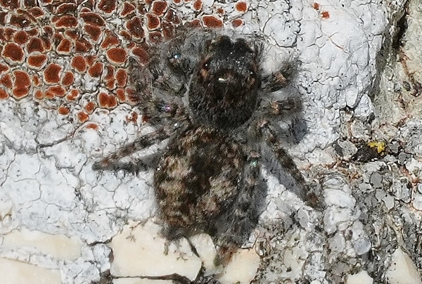 Femmina di Philaeus chrysops