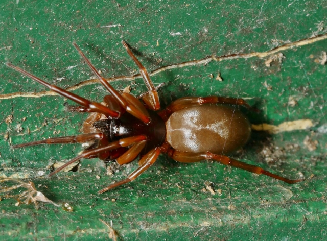 Dysderidae