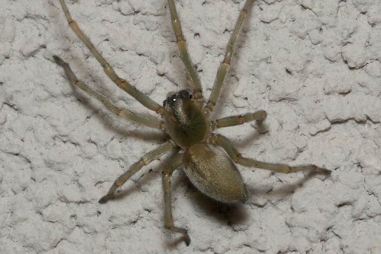 Cheiracanthium mildei