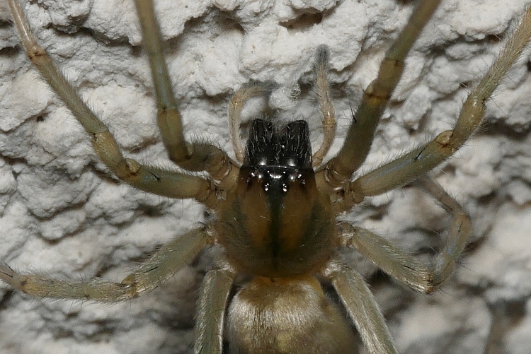 Cheiracanthium mildei